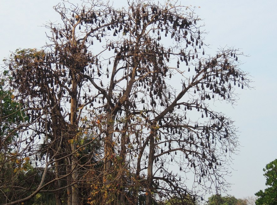 880px pteropus giganteus colony